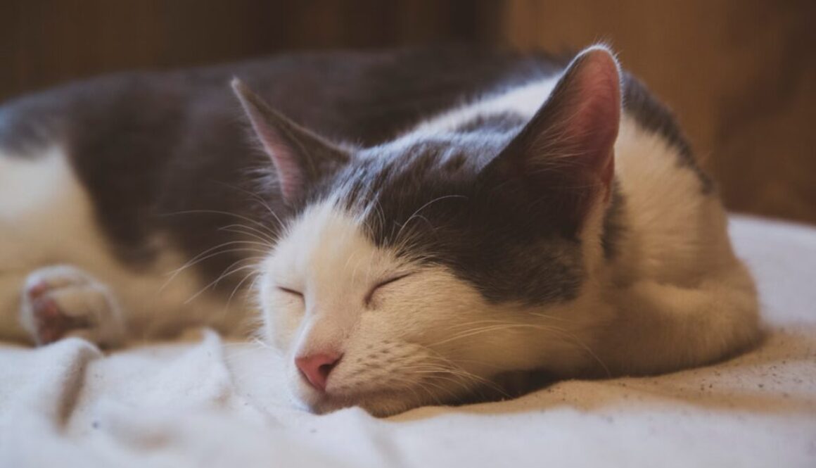 Bliskość a jakość snu – dlaczego przytulanie przed snem pomaga?