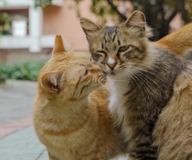Zwierzęta a dotyk – czego nas uczą o potrzebie bliskości?